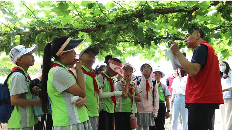 宣化：小学生葡萄架下体验农耕之乐