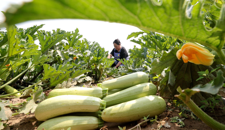 河北隆化：规模化种植蔬菜助力乡村振兴