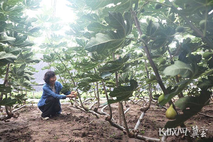 ?唐山豐潤發展特色水果種植 助推鄉村產業振興