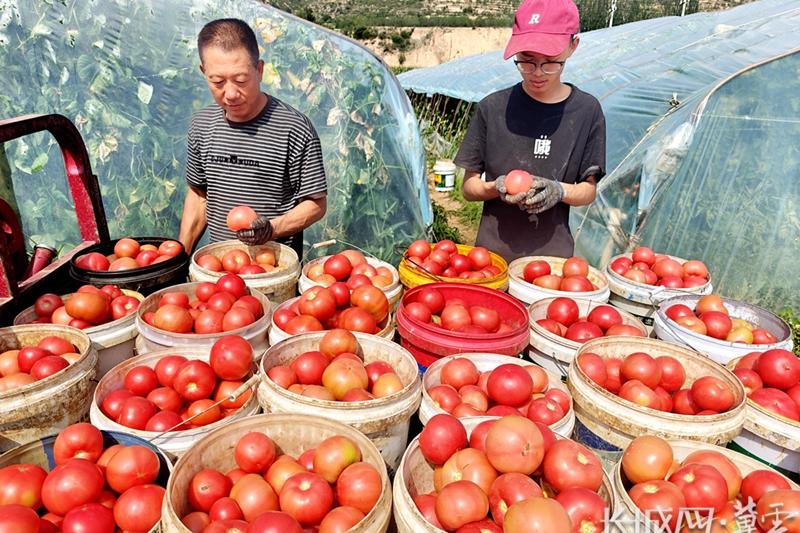 涿鹿縣：西紅柿豐收映紅鄉親致富路 