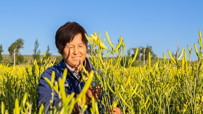 陽原縣東井集鎮：“小黃花”帶動“大產業”