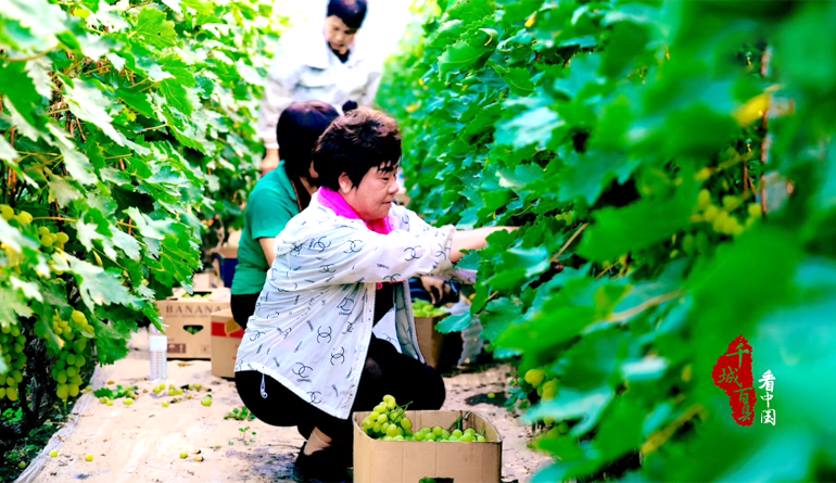 千城百縣看中國｜河北博野：葡萄豐收香滿園