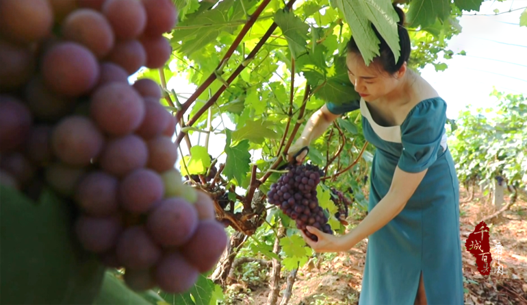 千城百县看中国｜河北涞水：葡萄成熟采收忙