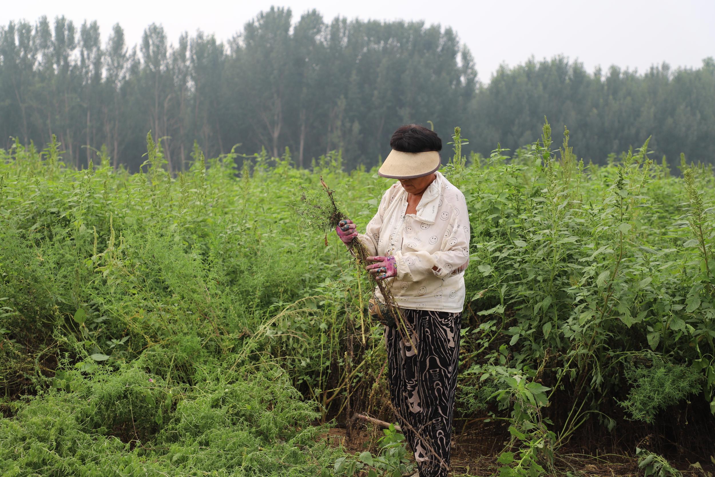 香河：药材变“药财” 致富有“良方”