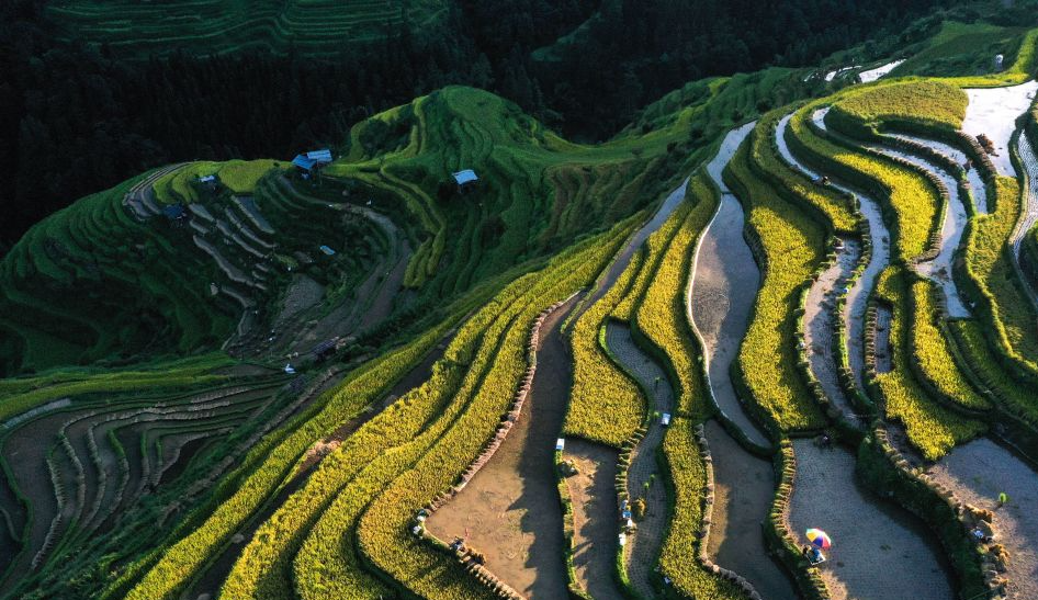 月亮山梯田忙秋收