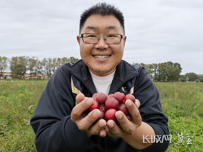 张北：“高钙果”种植喜获丰收