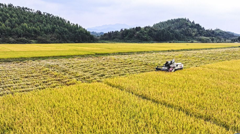 寒露到 田间忙