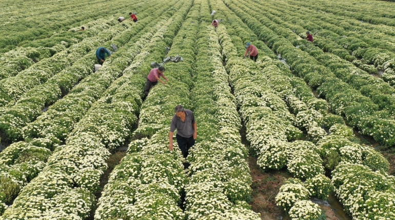 河北新河：菊花飘香采摘忙