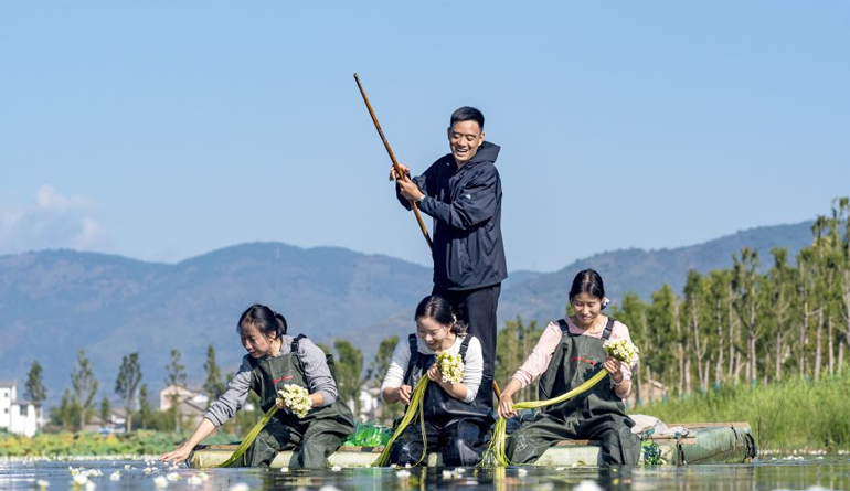 洱海之源：海菜花成为“致富菜”