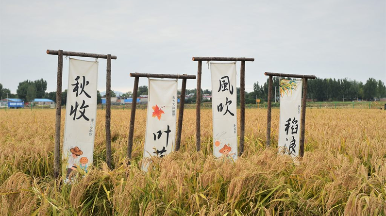 滹沱河畔稻花香