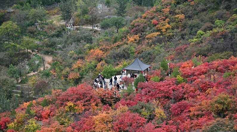 北京坡峰岭：秋日红叶引游人