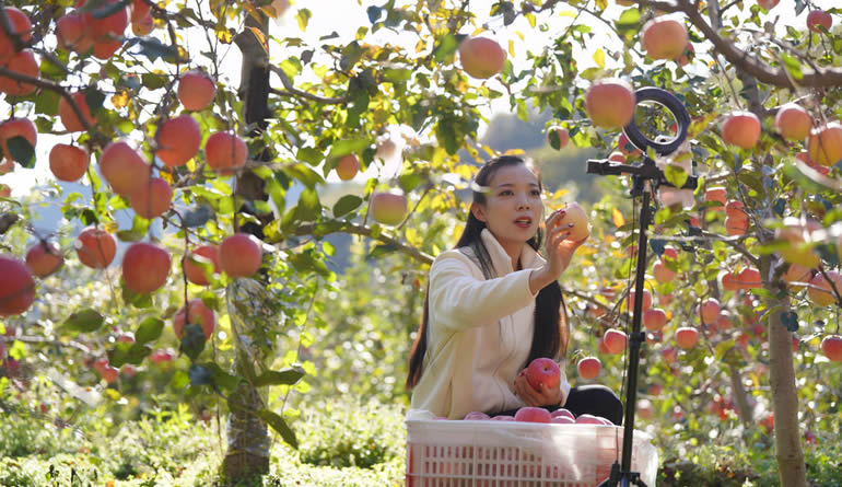 霜降时节果飘香