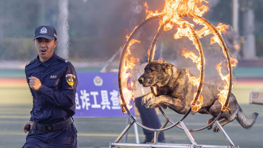 第六届全国警犬技术比赛圆满收官