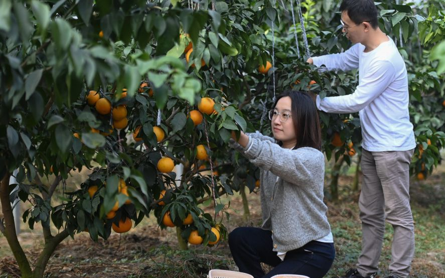 浙江湖州：千亩“红美人”柑橘迎来收获季