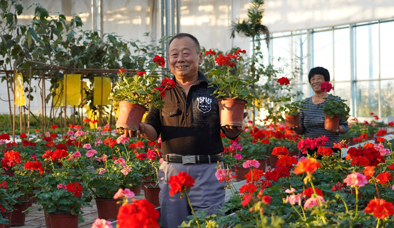 河北固安：鲜花产业助力乡村振兴