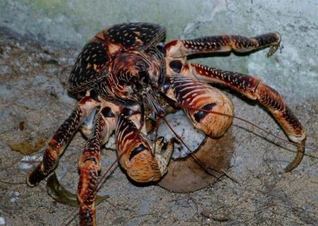 椰子蟹vs蛇图片