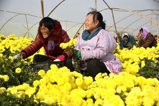 廣平勝營鎮百畝菊花開放