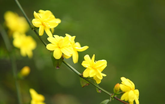 賞花時間:4月下旬 省會各大公園 迎春花 迎春花不僅花色端莊