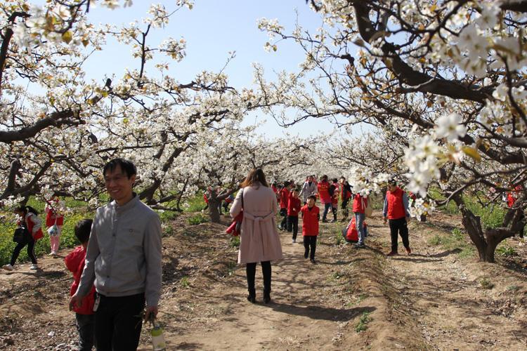 游客在河北省晋州市周家庄乡农业特色观光园梨花观赏区踏青赏花
