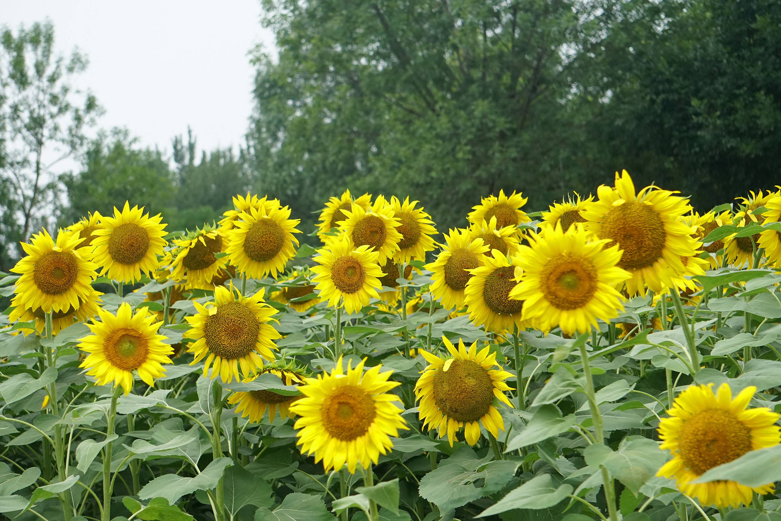 北京奥森公园百亩向日葵盛放 金色花海惹人醉