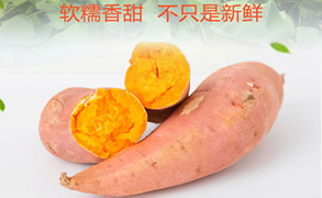 广宗现挖新鲜红薯 19.9元5斤
