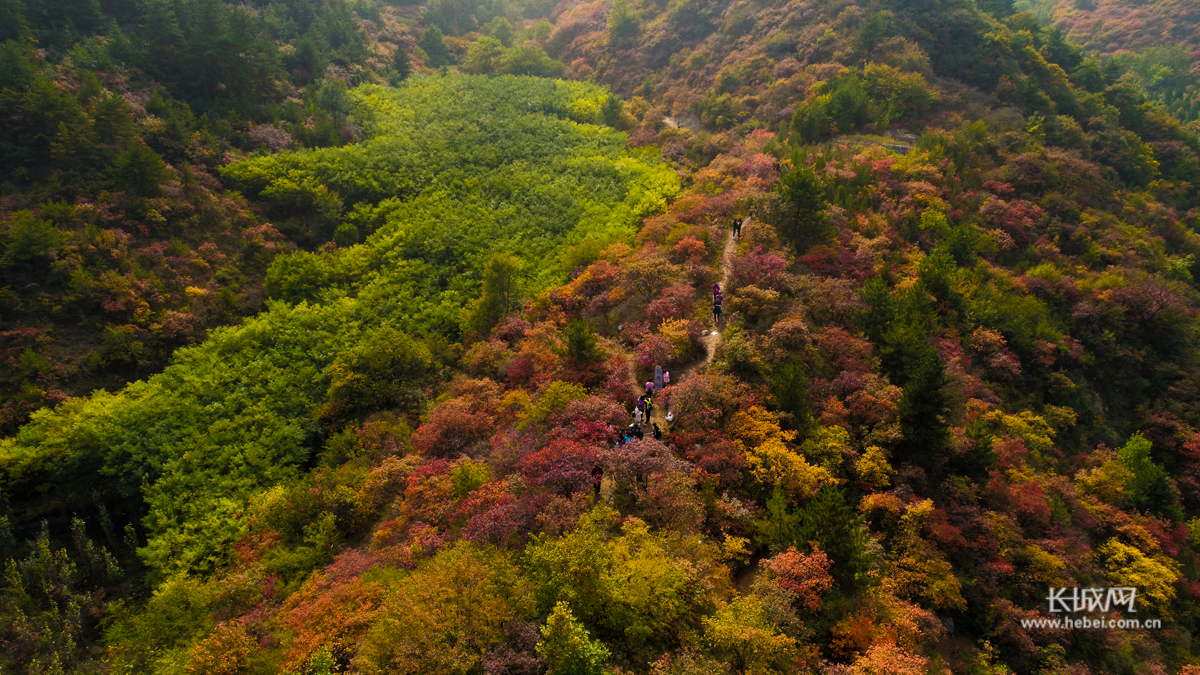 一起去仙台山看红叶吧