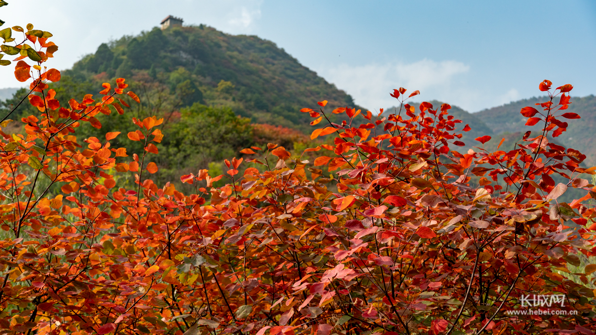 一起去仙台山看红叶吧