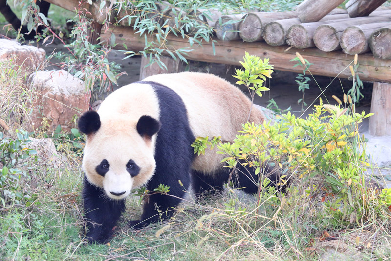 江南百景图野生熊猫图片