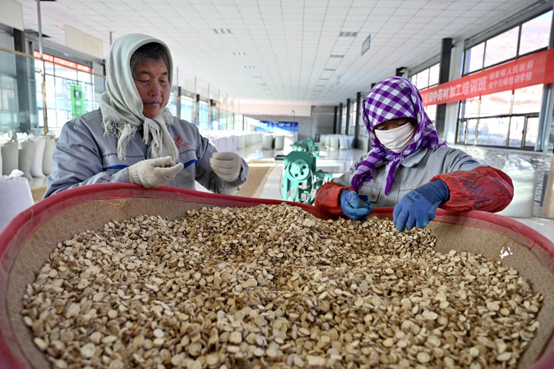 在甘肃省会宁县杨崖集镇中药材加工扶贫车间内,工人们在挑拣药材(12月