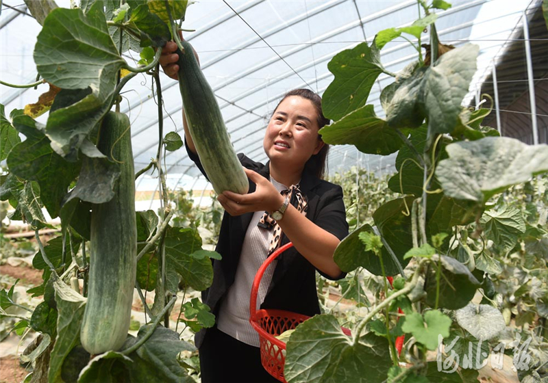 河北臨城:特色種植助民富