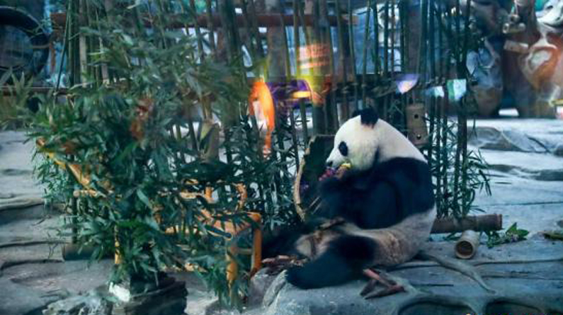 大熊猫姐妹花来武汉一周年