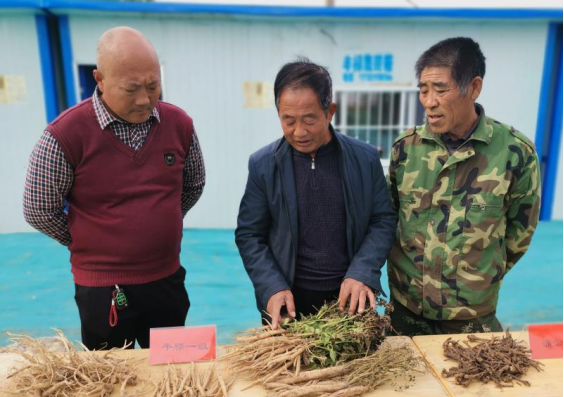 赵县益晟康中药材交易市场迎来"八方客"