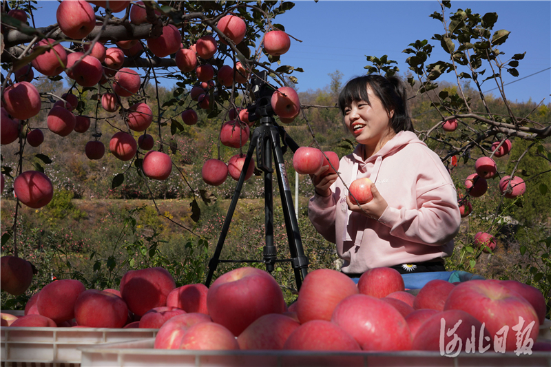 一名网络主播在河北省内丘县岗底村果园直播销售苹果