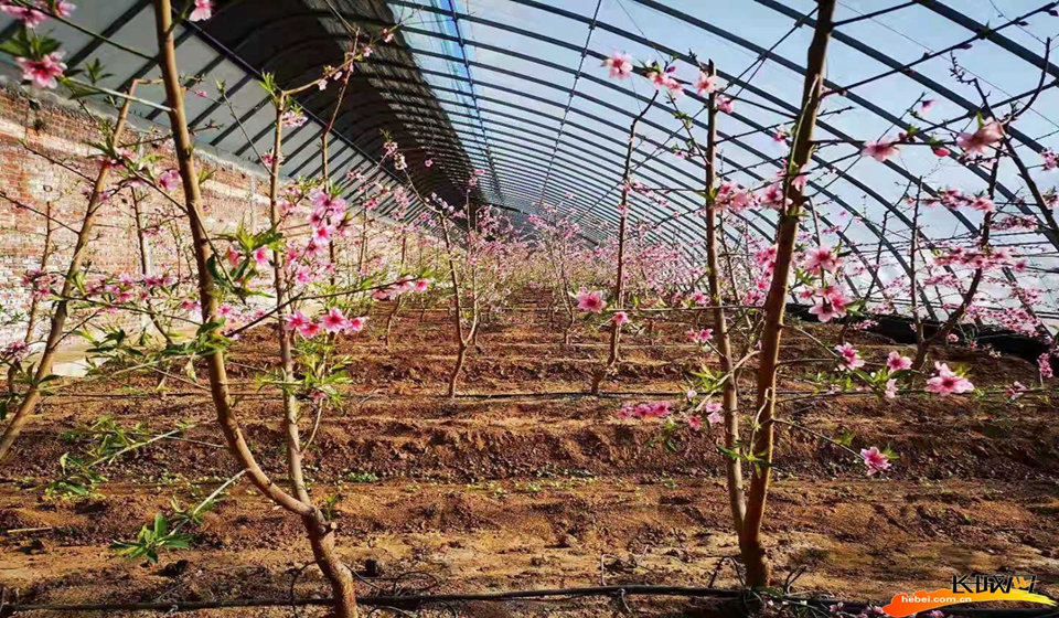 滦州：桃花朵朵迎春来