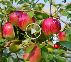 微视频|一个富岗苹果的“自白”