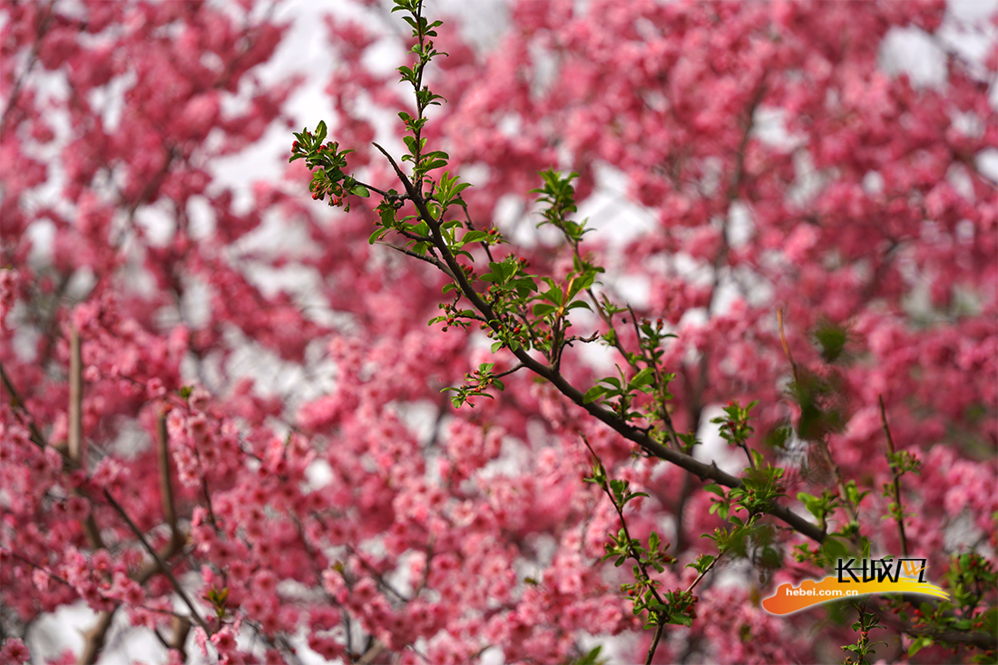 高清图丨石家庄:春分时节花满枝