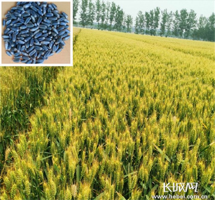 省农业农村厅发布《关于第五十五次河北省农作物品种审定结果的公告》
