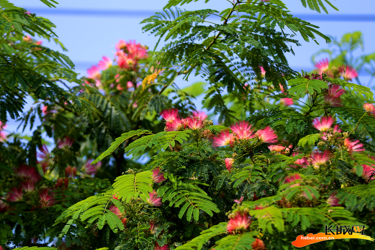 河北平乡榕花树开花正艳