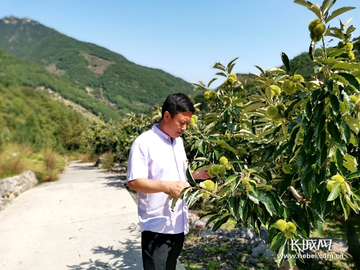 王广鹏了解板栗生长情况.王广鹏 供图