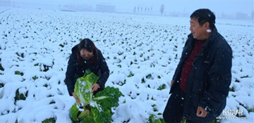 河北省农业农村厅：积极应对强降温天气，确保农业生产稳定