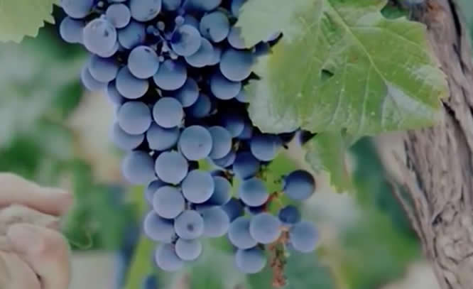 河北农品丨昌黎葡萄酒 中国第一瓶干红葡萄酒的诞生地