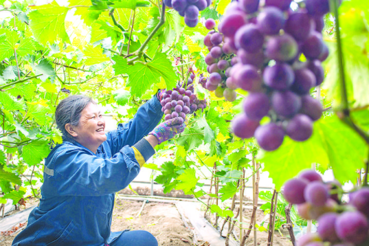 唐山滦州：葡萄丰收香满园