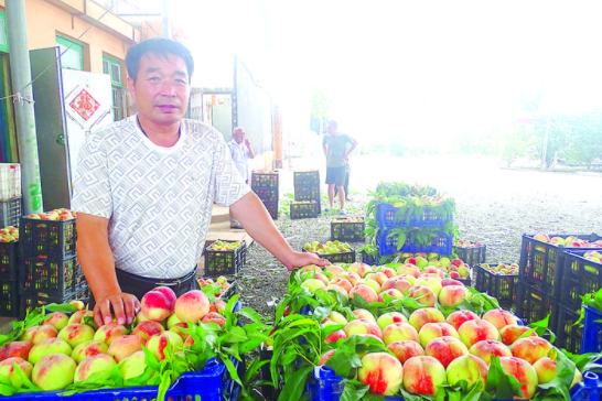 唐山乐亭：鲜桃产业鼓起农民的钱袋子