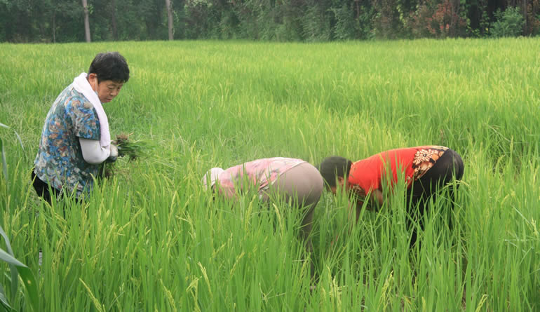 河北吴桥：旱地里种水稻
