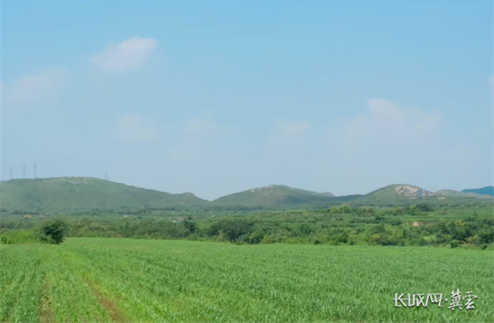 （图为午汲镇西张璨村谷子种植基地）