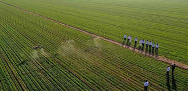 河北省播种冬小麦3354.1万亩 苗情长势良好