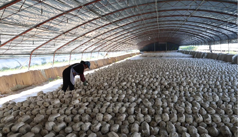 衡水故城：蘑菇撑开“致富伞” 农民走上“幸福路”