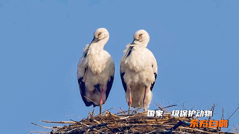长城慢直播丨“鸟类国宝”东方白鹳定居唐山