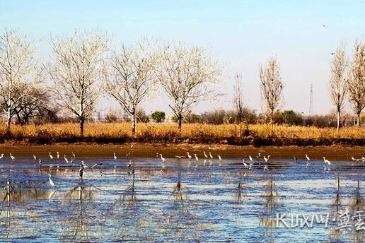 廊坊安次：湿地春来万鸟飞