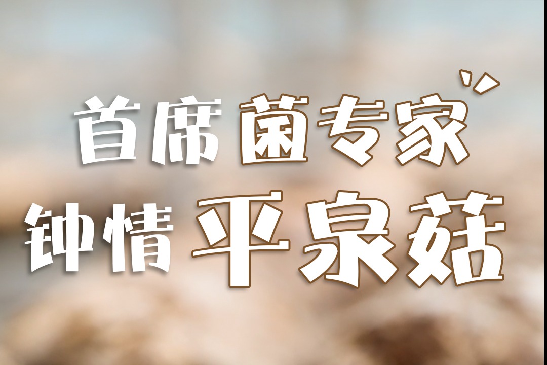 百姓看联播丨北京专家张金霞在平泉种蘑菇